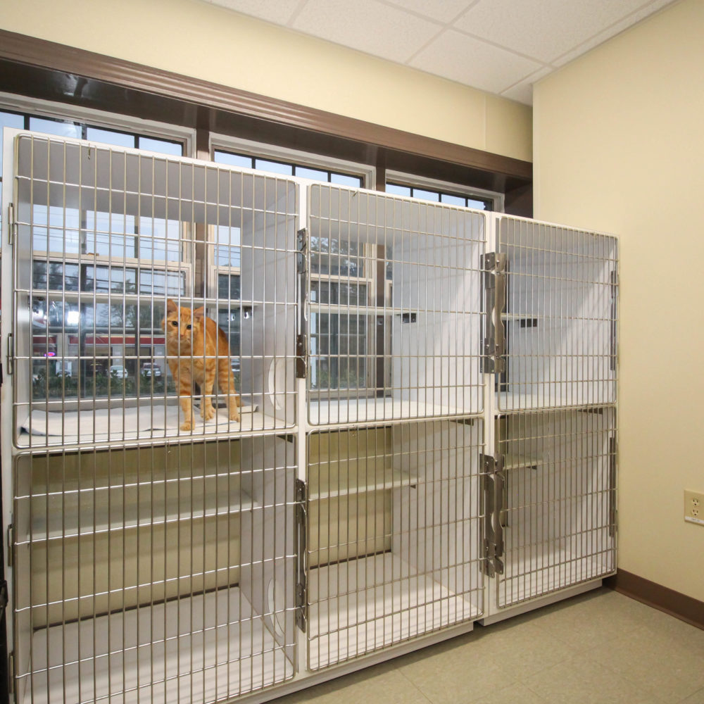 Take a Tour of our Glade Creek Animal Hospital!